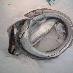 タチウオ浮き釣り