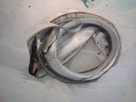 タチウオ浮き釣り