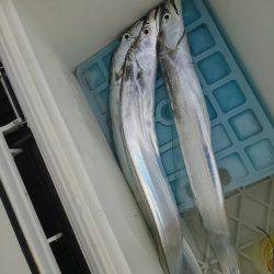 タチウオのサイズが…