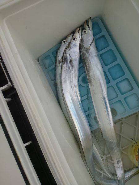 タチウオのサイズが…