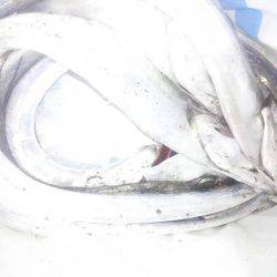 まだタチウオ好調です