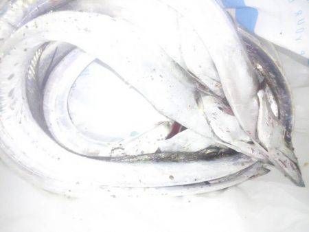 まだタチウオ好調です