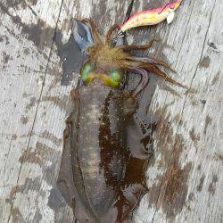 筏でアオリイカ