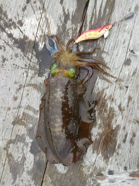 筏でアオリイカ