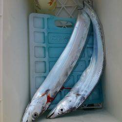 ジグでタチウオ