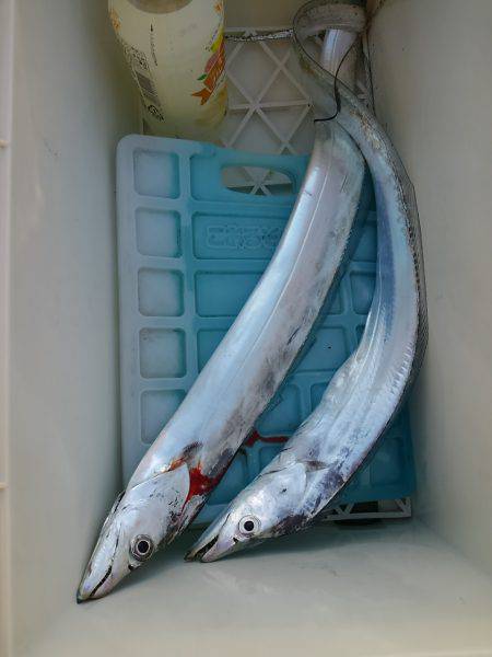 ジグでタチウオ