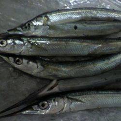 豆アジ~アジ~カマス