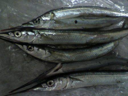 豆アジ~アジ~カマス