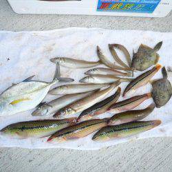 南淡へ落ちギス調査