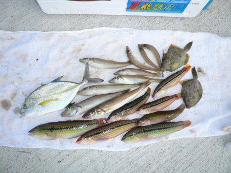 南淡へ落ちギス調査