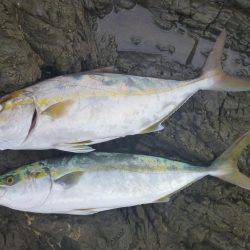 中紀青物プラッキング