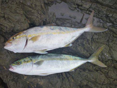 中紀青物プラッキング