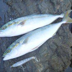 強風でしたが。。。