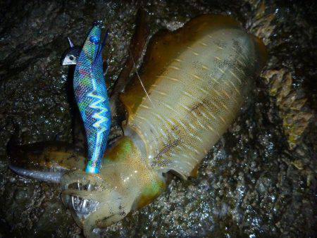 ナイトエギング