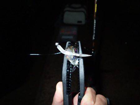 激濁りの舞洲アジング