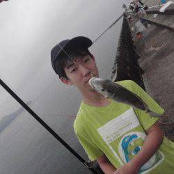 20cmのイワシが釣れます