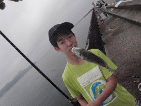 20cmのイワシが釣れます