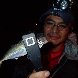 太刀魚終わりのアジング♪