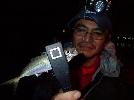 太刀魚終わりのアジング♪