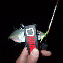 爆風アジング！