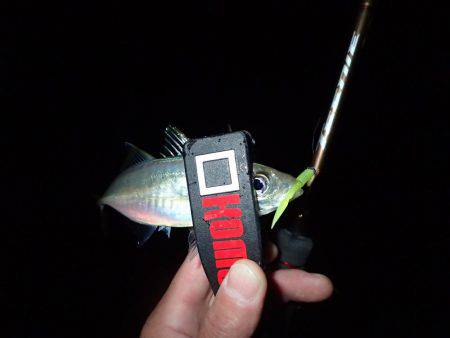 爆風アジング！