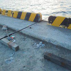 今会は良くアタリも出ました・・・太刀魚・・・