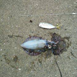 今年初めてのアオリイカ・・・・