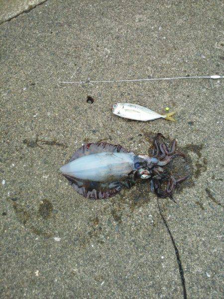 今年初めてのアオリイカ・・・・