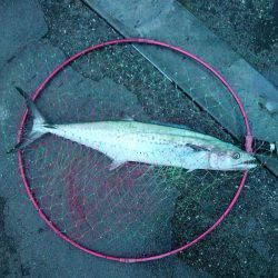 マイワシ大漁!サゴシもゲット!!