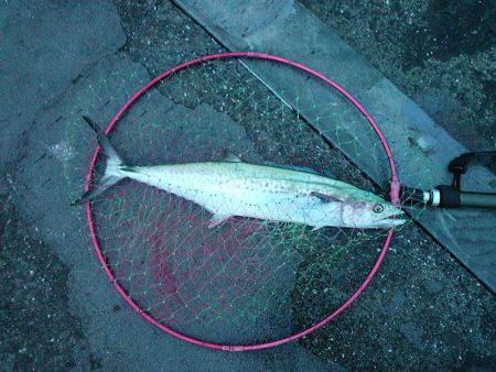 マイワシ大漁!サゴシもゲット!!