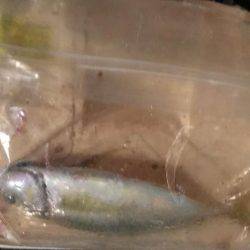 泉南中アジ調査でランガン