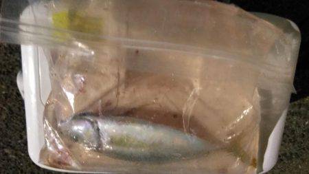 泉南中アジ調査でランガン