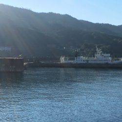 久しぶりの尺アジ