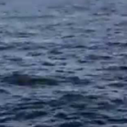 タチウオポツポツと