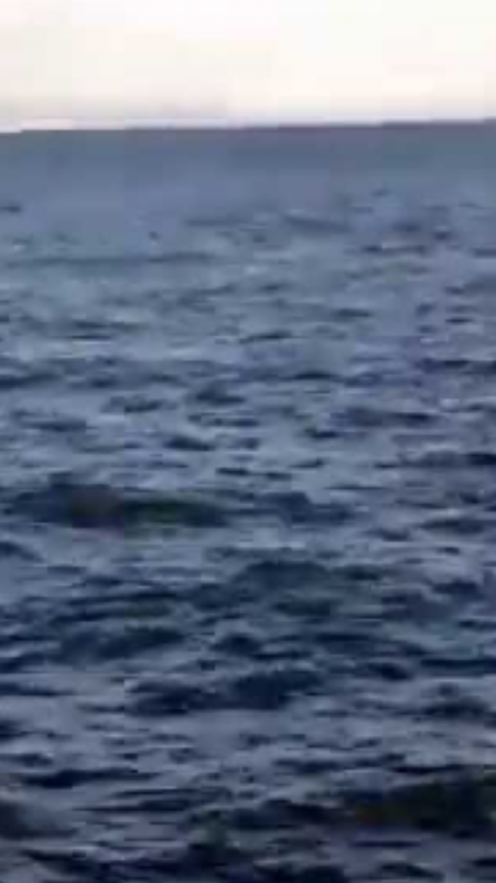 タチウオポツポツと