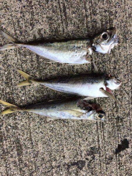 レッドモンスターの子