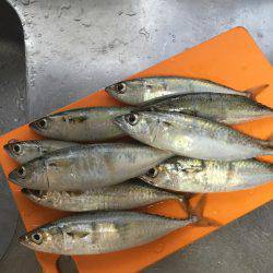 タチウオ狙いのはずが…