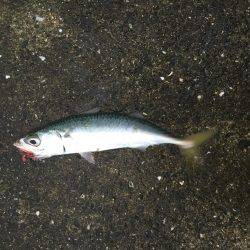 シーバス狙いで