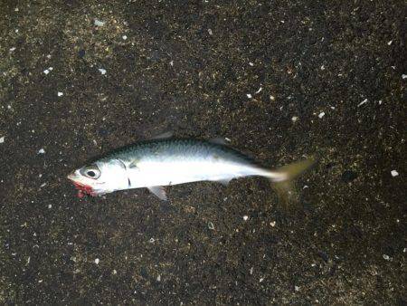 シーバス狙いで