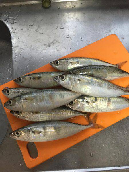 タチウオ狙いのはずが…