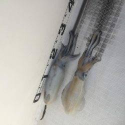 マイボートエギング