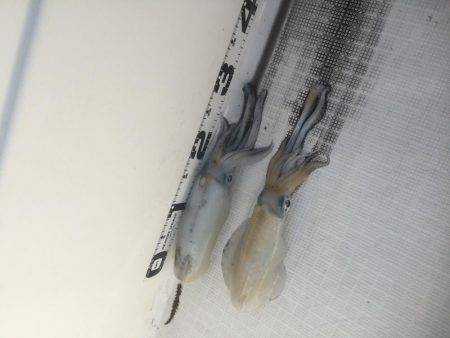 マイボートエギング