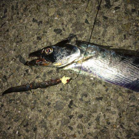タチウオ釣り