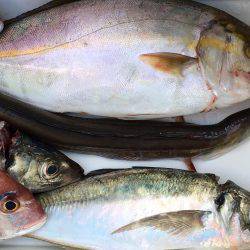 オフショアの釣り