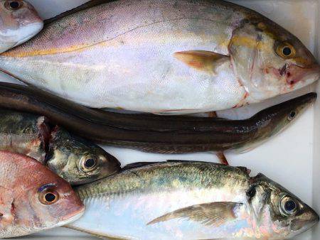 オフショアの釣り