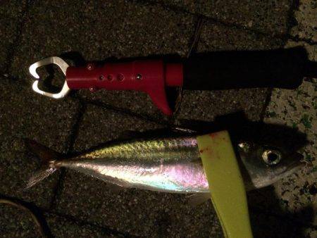 アジング後ワインド。