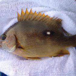 ダメダメフカセ…