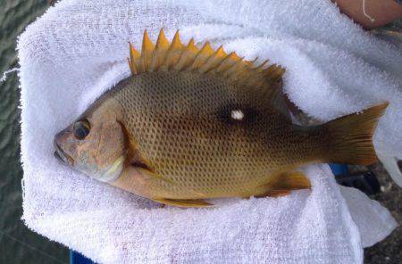 ダメダメフカセ…