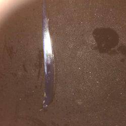 シーバス狙いが