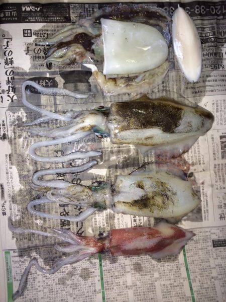 ケンサキ40センチを求めて